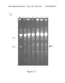 Conjugative Plasmids and Methods of Use Thereof diagram and image