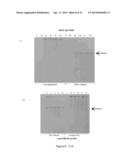 Conjugative Plasmids and Methods of Use Thereof diagram and image