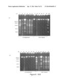 Conjugative Plasmids and Methods of Use Thereof diagram and image