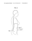 EXERCISE BELT diagram and image