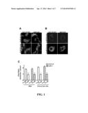 METHODS AND COMPOSITIONS FOR PREDICTING RESPONSE TO GLP-1 ANALOGS diagram and image