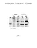 METHODS AND COMPOSITIONS FOR PREDICTING RESPONSE TO GLP-1 ANALOGS diagram and image