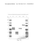 POLYPEPTIDE COMPOUNDS FOR INHIBITING ANGIOGENESIS AND TUMOR GROWTH diagram and image