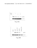 POLYPEPTIDE COMPOUNDS FOR INHIBITING ANGIOGENESIS AND TUMOR GROWTH diagram and image