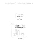 POLYPEPTIDE COMPOUNDS FOR INHIBITING ANGIOGENESIS AND TUMOR GROWTH diagram and image