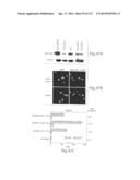 POLYPEPTIDE COMPOUNDS FOR INHIBITING ANGIOGENESIS AND TUMOR GROWTH diagram and image