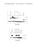 POLYPEPTIDE COMPOUNDS FOR INHIBITING ANGIOGENESIS AND TUMOR GROWTH diagram and image