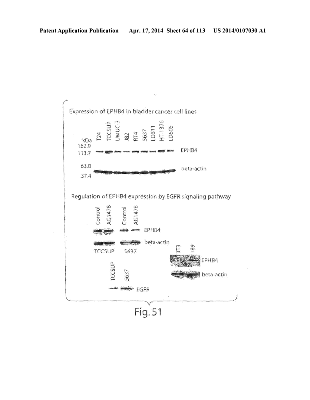 POLYPEPTIDE COMPOUNDS FOR INHIBITING ANGIOGENESIS AND TUMOR GROWTH - diagram, schematic, and image 65