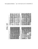 KDR AND VEGF/KDR BINDING PEPTIDES AND THEIR USE IN DIAGNOSIS AND THERAPY diagram and image