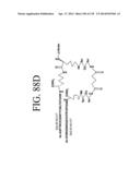 KDR AND VEGF/KDR BINDING PEPTIDES AND THEIR USE IN DIAGNOSIS AND THERAPY diagram and image