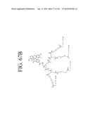 KDR AND VEGF/KDR BINDING PEPTIDES AND THEIR USE IN DIAGNOSIS AND THERAPY diagram and image