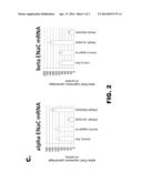 ORGANIC COMPOSITIONS TO TREAT Beta-ENaC-RELATED DISEASES diagram and image