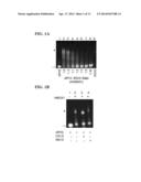 USE OF HGMA-TARGETED PHOSPHOROTHIOATE DNA APTAMERS TO SUPPRESS     CARCINOGENIC ACTIVITY AND INCREASE SENSITIVITY TO CHEMOTHERAPY AGENTS IN     HUMAN CANCER CELLS diagram and image