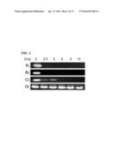 USE OF HGMA-TARGETED PHOSPHOROTHIOATE DNA APTAMERS TO SUPPRESS     CARCINOGENIC ACTIVITY AND INCREASE SENSITIVITY TO CHEMOTHERAPY AGENTS IN     HUMAN CANCER CELLS diagram and image