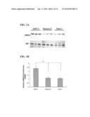 USE OF HGMA-TARGETED PHOSPHOROTHIOATE DNA APTAMERS TO SUPPRESS     CARCINOGENIC ACTIVITY AND INCREASE SENSITIVITY TO CHEMOTHERAPY AGENTS IN     HUMAN CANCER CELLS diagram and image