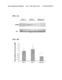 USE OF HGMA-TARGETED PHOSPHOROTHIOATE DNA APTAMERS TO SUPPRESS     CARCINOGENIC ACTIVITY AND INCREASE SENSITIVITY TO CHEMOTHERAPY AGENTS IN     HUMAN CANCER CELLS diagram and image