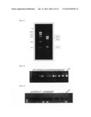 MMTV-SV40-Spy1A and Spy1A-pTRE transgenic mouse models diagram and image