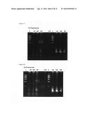MMTV-SV40-Spy1A and Spy1A-pTRE transgenic mouse models diagram and image