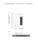 MMTV-SV40-Spy1A and Spy1A-pTRE transgenic mouse models diagram and image