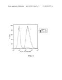 Lipid-Conjugated Rhamnose for Immune System Recruitment and Oncotherapy diagram and image