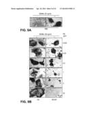 METHODS OF MODULATING BONE REMODELING diagram and image