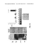 METHODS OF MODULATING BONE REMODELING diagram and image