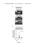 COMPOUNDS AND METHODS FOR INDUCING CHONDROGENESIS diagram and image