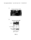 COMPOUNDS AND METHODS FOR INDUCING CHONDROGENESIS diagram and image