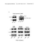 COMPOUNDS AND METHODS FOR INDUCING CHONDROGENESIS diagram and image