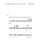 ABERRANT METHYLATION OF C6ORF150 DNA SEQUENCES IN HUMAN COLORECTAL CANCER diagram and image