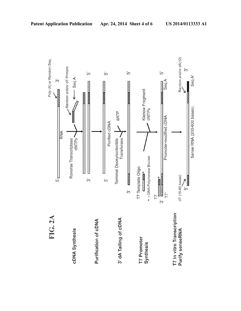 Whole Transcriptome Sequencing - diagram, schematic, and image 05