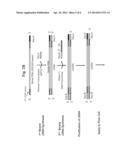 Whole Transcriptome Sequencing diagram and image