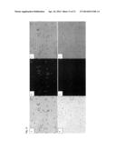 HIGH SALINITY TOLERANT MICROALGAE STRAINS, PRODUCTS DERIVED THEREFROM, AND     METHODS OF PRODUCING THE SAME diagram and image