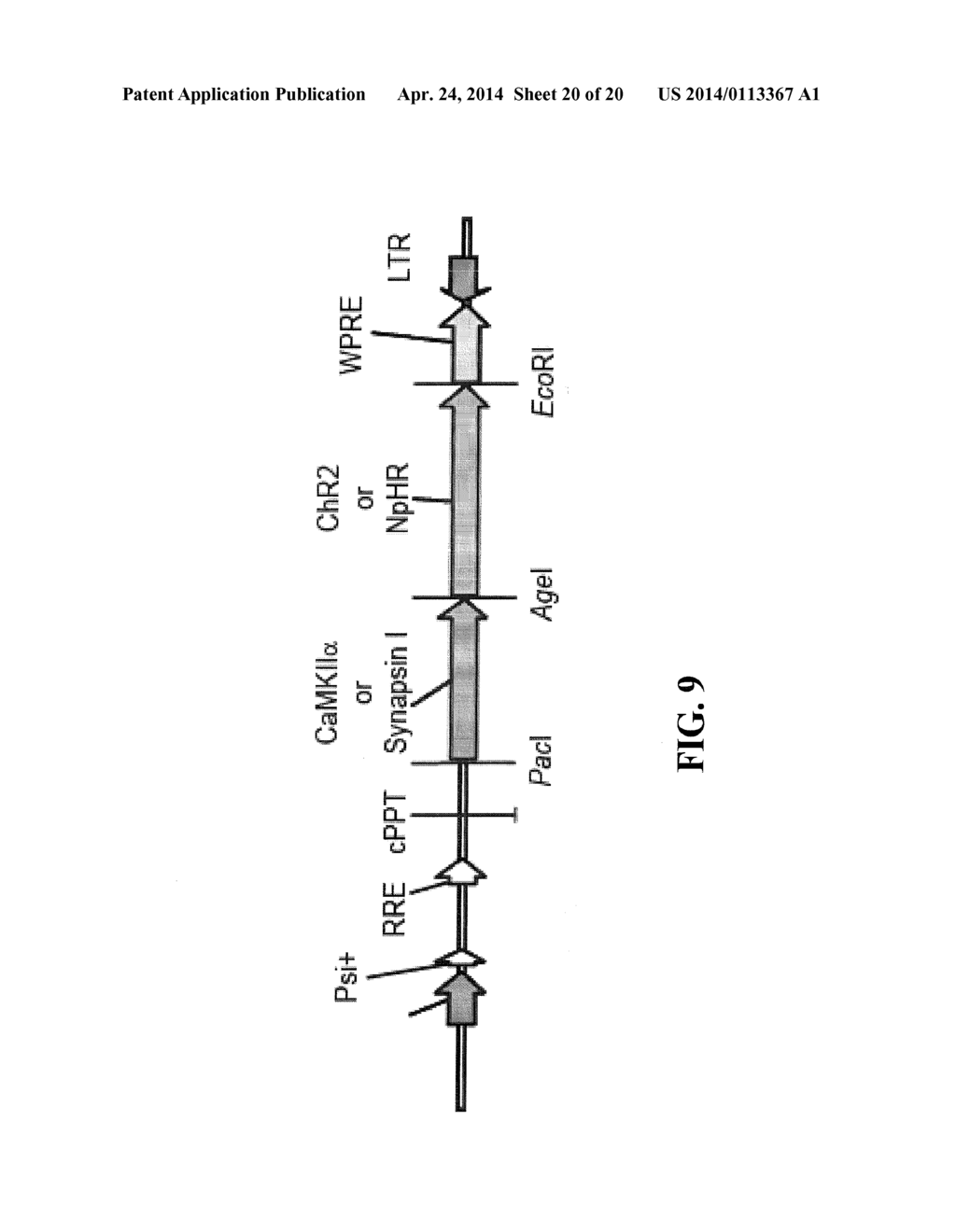 Systems, Methods and Compositions for Optical Stimulation of Target Cells - diagram, schematic, and image 21