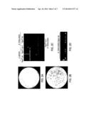 GENETIC MANIPULATION AND EXPRESSION SYSTEMS FOR PUCCINIOMYCOTINA AND     USTILAGINOMYCOTINA SUBPHYLA diagram and image