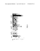 GENETIC MANIPULATION AND EXPRESSION SYSTEMS FOR PUCCINIOMYCOTINA AND     USTILAGINOMYCOTINA SUBPHYLA diagram and image