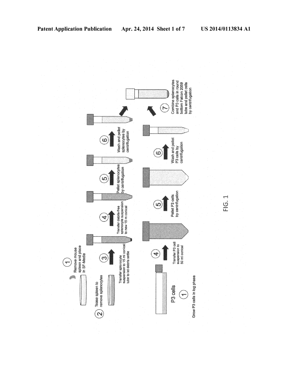 HYBRIDOMA CLONES AND MONOCLONAL ANTIBODIES TO ING4 - diagram, schematic, and image 02