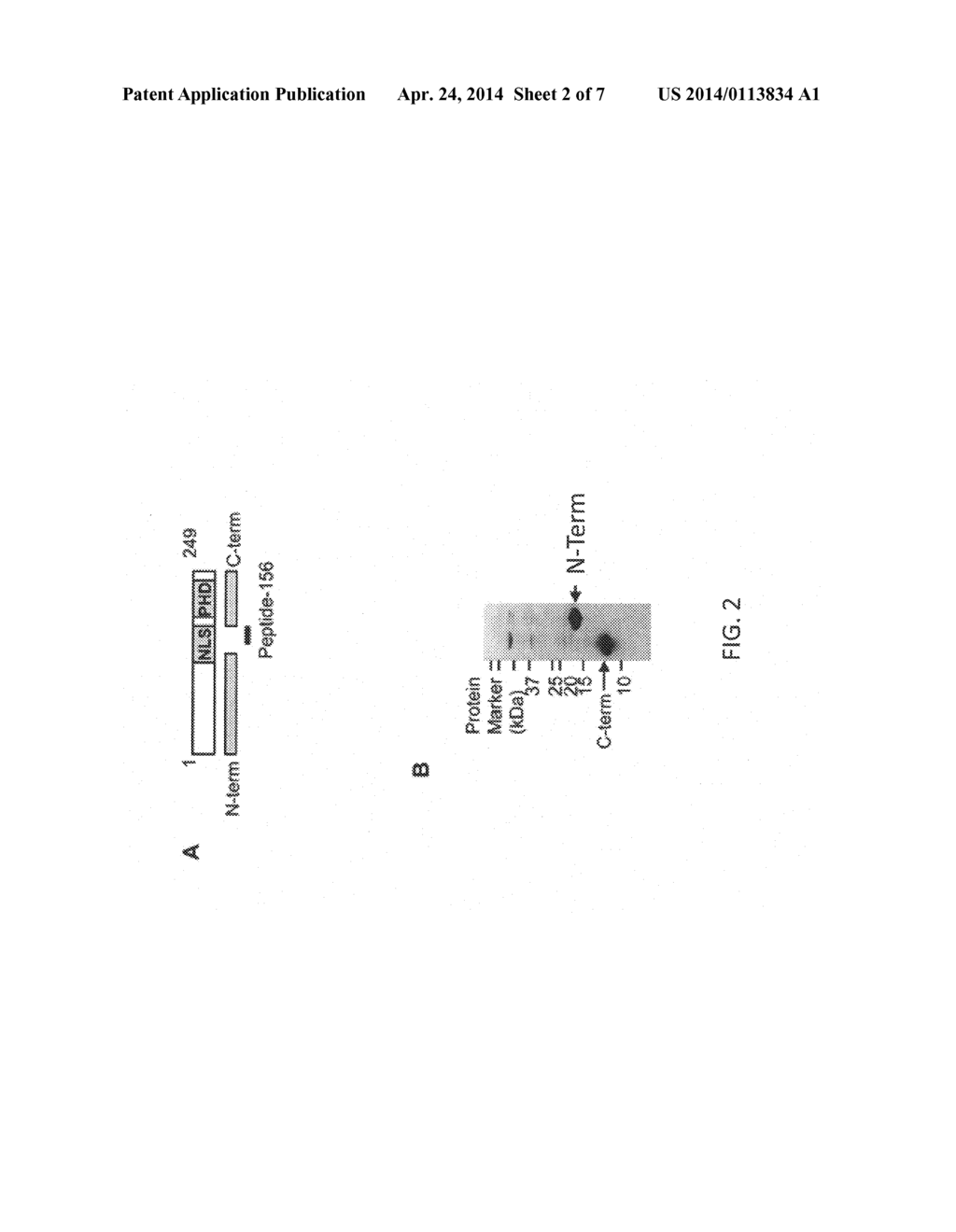 HYBRIDOMA CLONES AND MONOCLONAL ANTIBODIES TO ING4 - diagram, schematic, and image 03