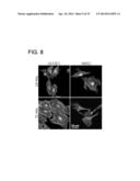 CHEMICALLY-DEFINED ARRAYS FOR SCREENING CELL-SUBSTRATE INTERACTIONS diagram and image