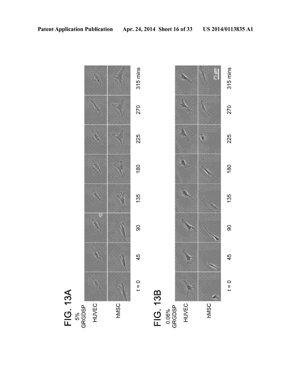 CHEMICALLY-DEFINED ARRAYS FOR SCREENING CELL-SUBSTRATE INTERACTIONS - diagram, schematic, and image 17