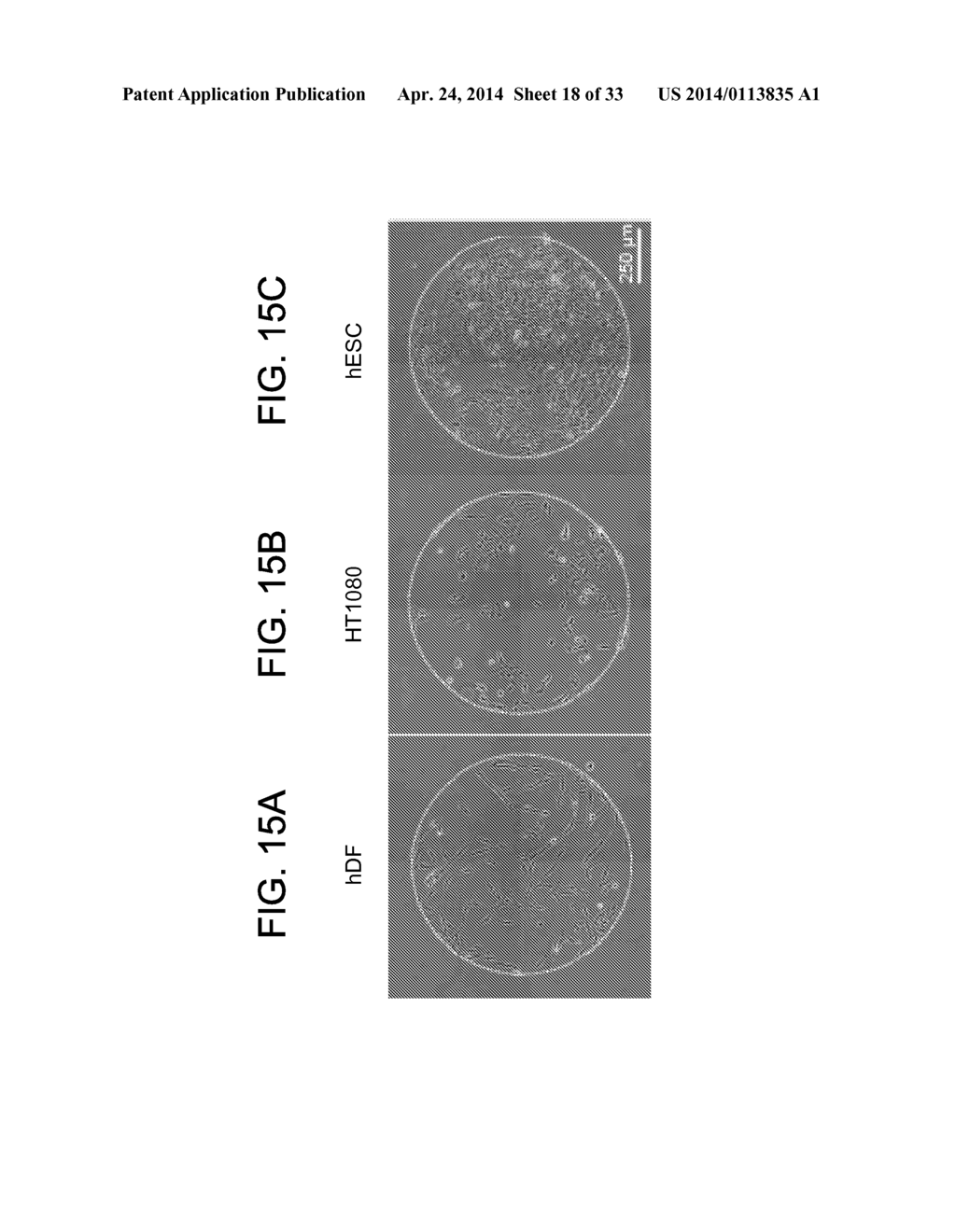 CHEMICALLY-DEFINED ARRAYS FOR SCREENING CELL-SUBSTRATE INTERACTIONS - diagram, schematic, and image 19