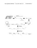 Methods of Making Oligonucleotide Probes diagram and image