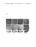NOVEL SELF-ASSEMBLING DRUG AMPHIPHILES AND METHODS FOR SYNTHESIS AND USE diagram and image