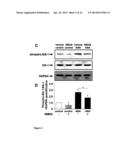 ERK INHIBITORS FOR USE IN TREATING SPINAL MUSCULAR ATROPHY diagram and image