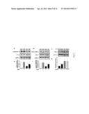 ERK INHIBITORS FOR USE IN TREATING SPINAL MUSCULAR ATROPHY diagram and image