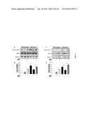 ERK INHIBITORS FOR USE IN TREATING SPINAL MUSCULAR ATROPHY diagram and image