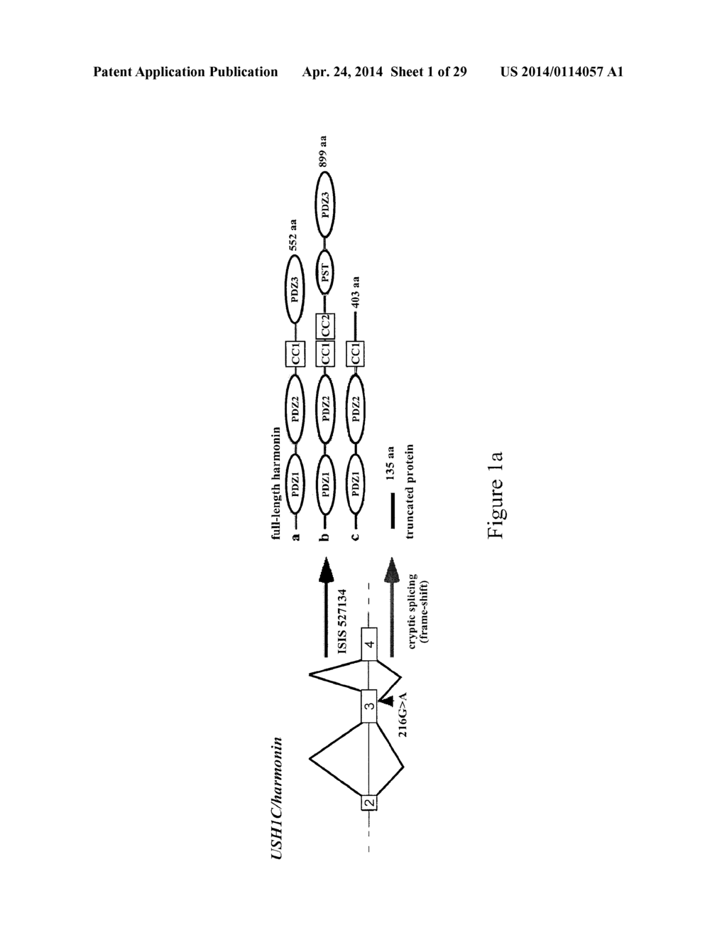 ANTISENSE COMPOUNDS TARGETING GENES ASSOCIATED WITH USHER SYNDROME - diagram, schematic, and image 02