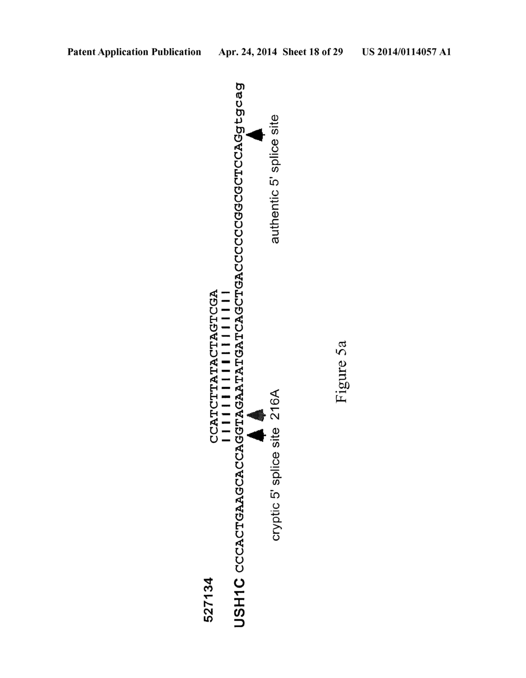 ANTISENSE COMPOUNDS TARGETING GENES ASSOCIATED WITH USHER SYNDROME - diagram, schematic, and image 19