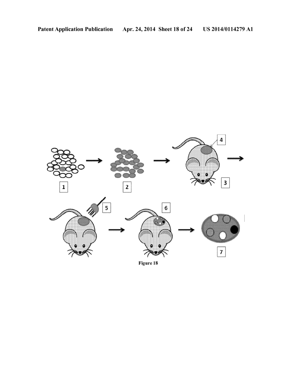 MODULATION NEURAL PATHWAYS - diagram, schematic, and image 19