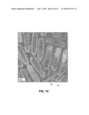 SEMICONDUCTOR STRUCTURE HAVING NANOCRYSTALLINE CORE AND NANOCRYSTALLINE     SHELL PAIRING WITH COMPOSITIONAL TRANSITION LAYER diagram and image